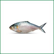 HILSHA FISH 130gm